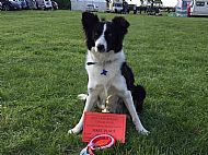 Beverton Malbi wins four firsts at her very first obedience shows